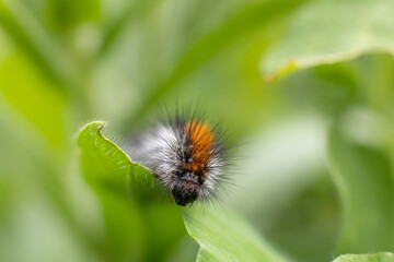 Caterpillar on a leaf