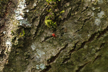 Araignée rouge (Trombidiidae indet.)
Trombidiidae indet. in its natural element
