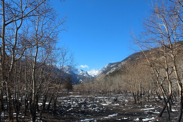 After the 2012 Fern Lake fire in Colorado.  Scorched earth, burned trees, blackened ground.  Blue...