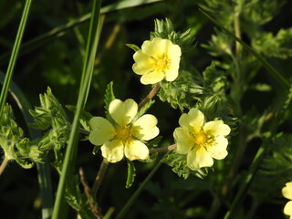 Sulphur cinquefoil, potentilla recta, bloomed during the spring season. Edwin B. Forsythe National...