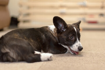 Puppy. Welsh Corgi Pembroke. A smiley purebred dog. Pets