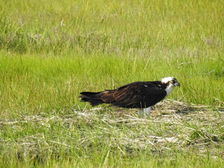 Osprey enjoying a beautiful day at the Edwin B. Forsythe National Wildlife Refuge, Galloway, New Jersey.