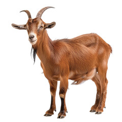 Brown goat isolated on white or transparent background