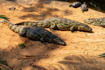 Crocodilos