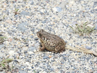 A fowler's toad living within the wetlands of the Edwin b. Forsythe National Wildlife Refuge, Galloway, New Jersey.