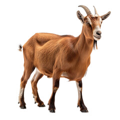 Brown goat isolated on white or transparent background