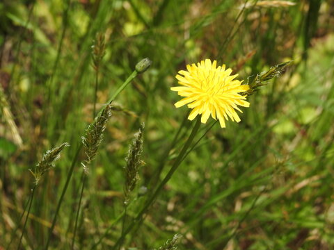 A common dandelion bloomed within the green wetland vegetation at the Edwin B. Forsythe National Wildlife Refuge, Galloway, New Jersey. 
