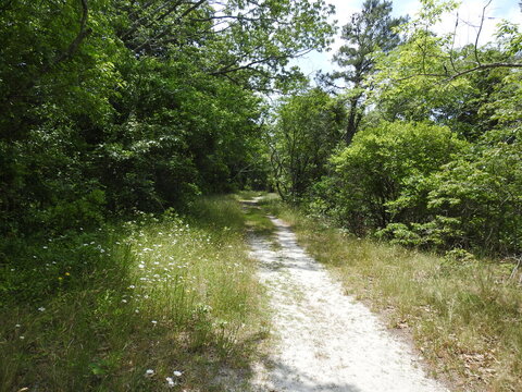 Visitors enjoy hiking the Jen's trail that meanders through the woodland forest of the Edwin B. Forsythe National Wildlife Refuge, Galloway, New Jersey. 