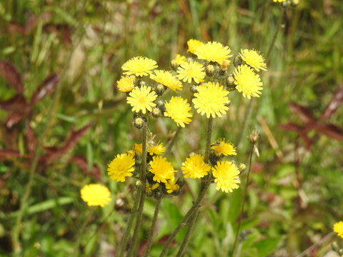 Mouse-ear hawkweed, pilosella officinarum, bloomed during the spring season. Edwin B. Forsythe National Wildlife Refuge, Galloway, New Jersey.