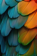 Detailed view of vibrant bird feathers, suitable for various design projects
