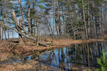 the little pond in the  woods of the quabbin reservior