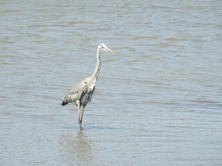 A great blue heron standing in the wetland water of the Edwin B. Forsythe National Wildlife Refuge.