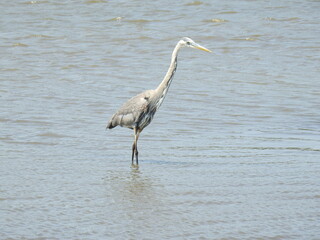 A great blue heron standing in the wetland water of the Edwin B. Forsythe National Wildlife Refuge.