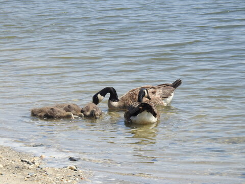 A family of Canadian geese feeding on aquatic invertebrates, within the shallow water along the shores of the Edwin B. Forsythe National Wildlife Refuge, Galloway, New Jersey.