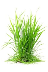 Fototapeta premium Fresh green grass on a clean white background, perfect for nature or environmental concepts