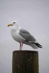 A seagull on a wooden dock post on Vancouver Island in Cowichan Bay, British Columbia, Canada
