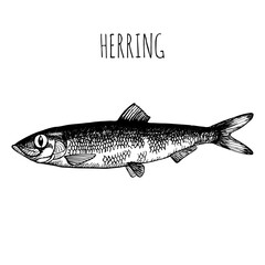 Herring,   commercial sea fish. Engraving, hand-drawn sketch. Vintage style. Can be used to design menus, fish labels and price tags, presentation of seafood and canned seafood.
