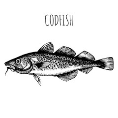 Codfish, herring, commercial sea fish. Engraving, hand-drawn sketch. Vintage style. Can be used to design menus, fish labels and price tags, presentation of seafood and canned seafood.