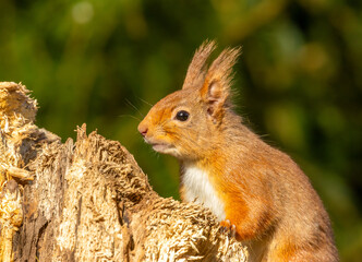 Cute little scottish red squirrel in the forest