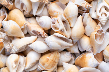 lots of scallop seashells piled together background. Sea shells. Sea shells background