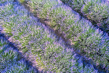 Rows of lavender in the field. Close view from above