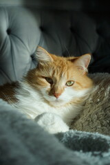 Orange Male Cat Lounging in the Sunlight