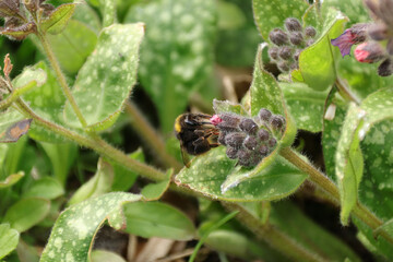 Bourdon des prés (Bombus pratorum)
Bombus pratorum in its natural element
