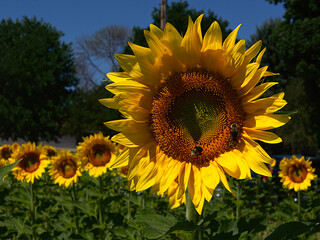 Bees visit