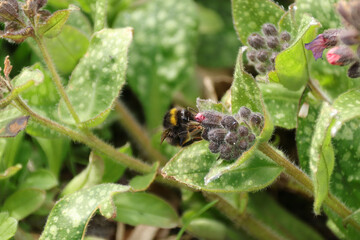 Bourdon des prés (Bombus pratorum)
Bombus pratorum in its natural element
