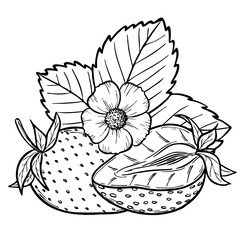 Fototapeta premium Vector strawberry line art illustration composition with berries, leaves and flowers, hand drawn botanical outline sketch, monochrome drawing. Design element for coloring book, background, pattern