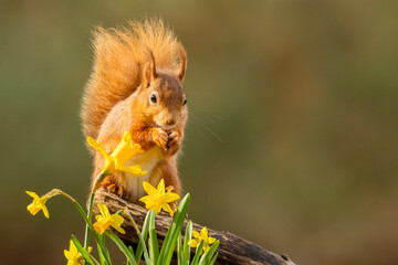 Cute little scottish red squirrel eating a nut with spring daffodil flowers 