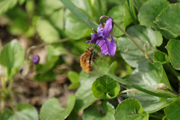 Bombyle (Bombylius major)
Bombylius major in its natural element
