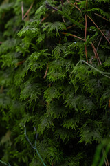 A mossy vegetation in a nordic forest in spring.