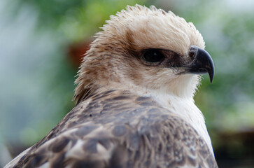 Obraz premium Head closeup of a majestic eagle