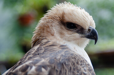 Head closeup of a majestic eagle