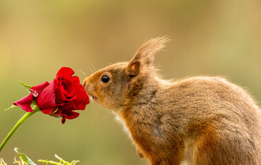 Naklejka na ściany i meble Curious little scottish red squirrel smelling the scent of a single red rose 