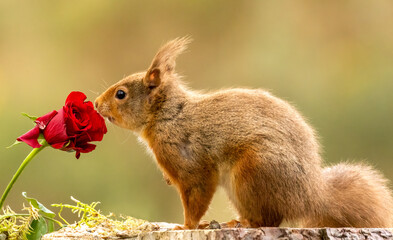 Curious little scottish red squirrel smelling the scent of a single red rose 