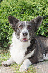 Cute purebred dog. Welsh corgi Pembroke. Portrait. Animal themes