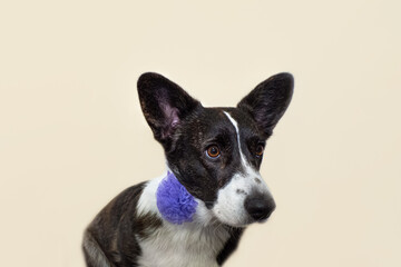 Welsh corgi Pembroke. Portrait of a thoroughbred dog. Holidays and events. Animal themes