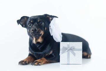 Dog. A terrier. A thoroughbred dog and a gift box. Holidays and events