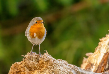 Robin redbreast bird close up