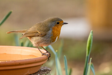 Robin redbreast bird close up