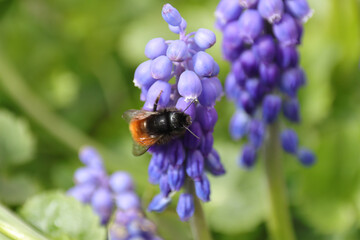 Osmie cornue (Osmia cornuta)
Osmia cornuta in its natural element
