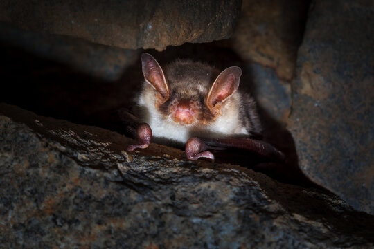 The greater mouse - eared bat - Myotis myotis - is a European species of bat in the family Vespertilionidae.
