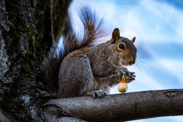 Close-up of an american squirrel - 766598815