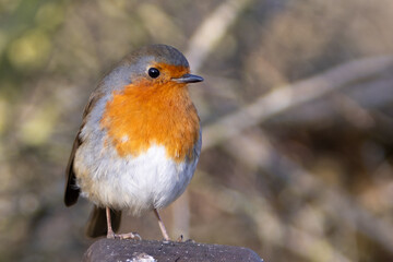 Robin bird

