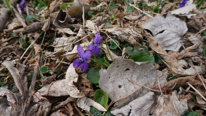 Purple Flowers Blooming in Early Spring