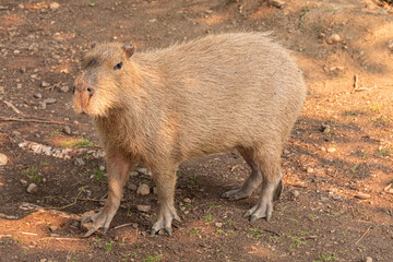 Capybara