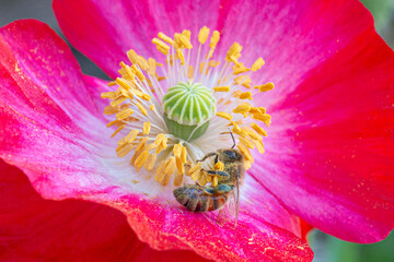 Bee on a mauve poppy © Geoff Sowrey