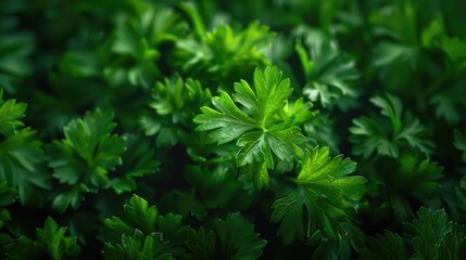 Detailed shot of vibrant green foliage, perfect for nature backgrounds